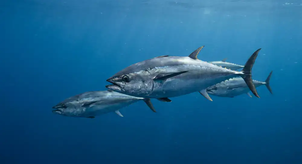 Fast swimming pelagic fish
